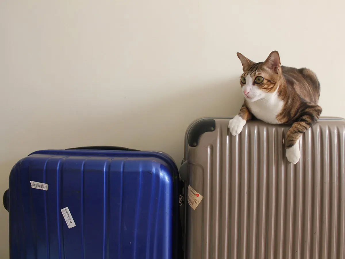 スーツケースの上に猫が乗っているイメージ